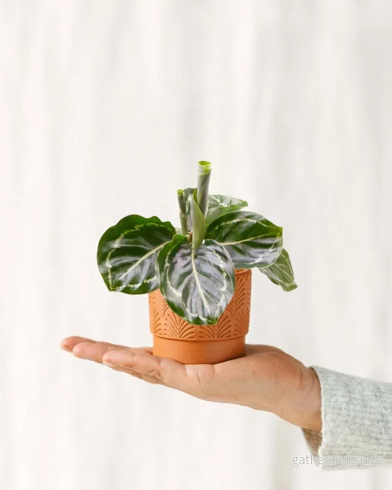 Mini Calathea Roseopicta Grön Mini Calathea Roseopicta Grön