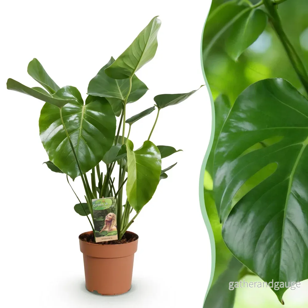 Green BoutiQ - Green is... Kamerväxtn - Monstera Deliciosa - Gatenplant - Weinig onderhoud - Groen - 1 Plant - Kruka 17cm - Hoogte 50-55cm - Bild 2