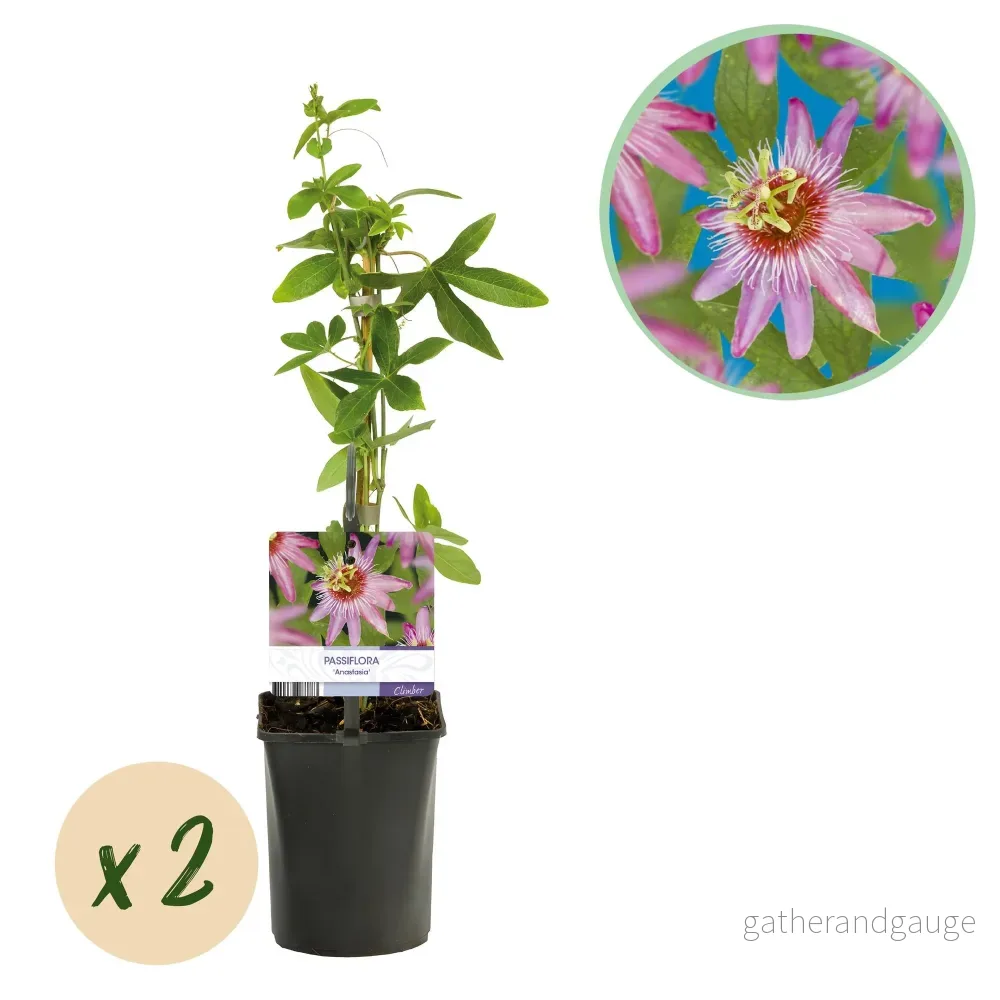 Passionsfruit (Passiflora) 'Anastasia' - Bild 2