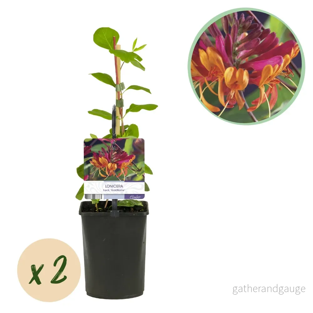 Kaprifolium (Lonicera x Heckrottii) 'Goldflame' - Bild 2