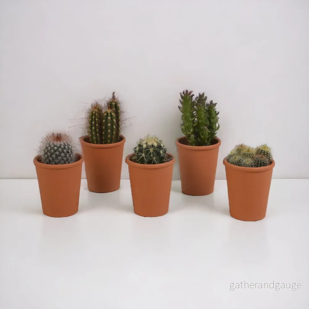 Kaktus presentförpackning - Set med 5 plantor, h13cm