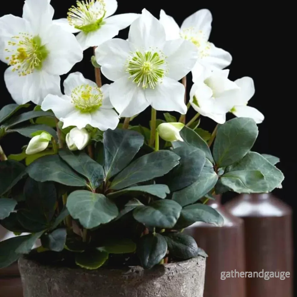 Helleborus niger 'Christmas Carol' - Lot om 48 - Bild 2