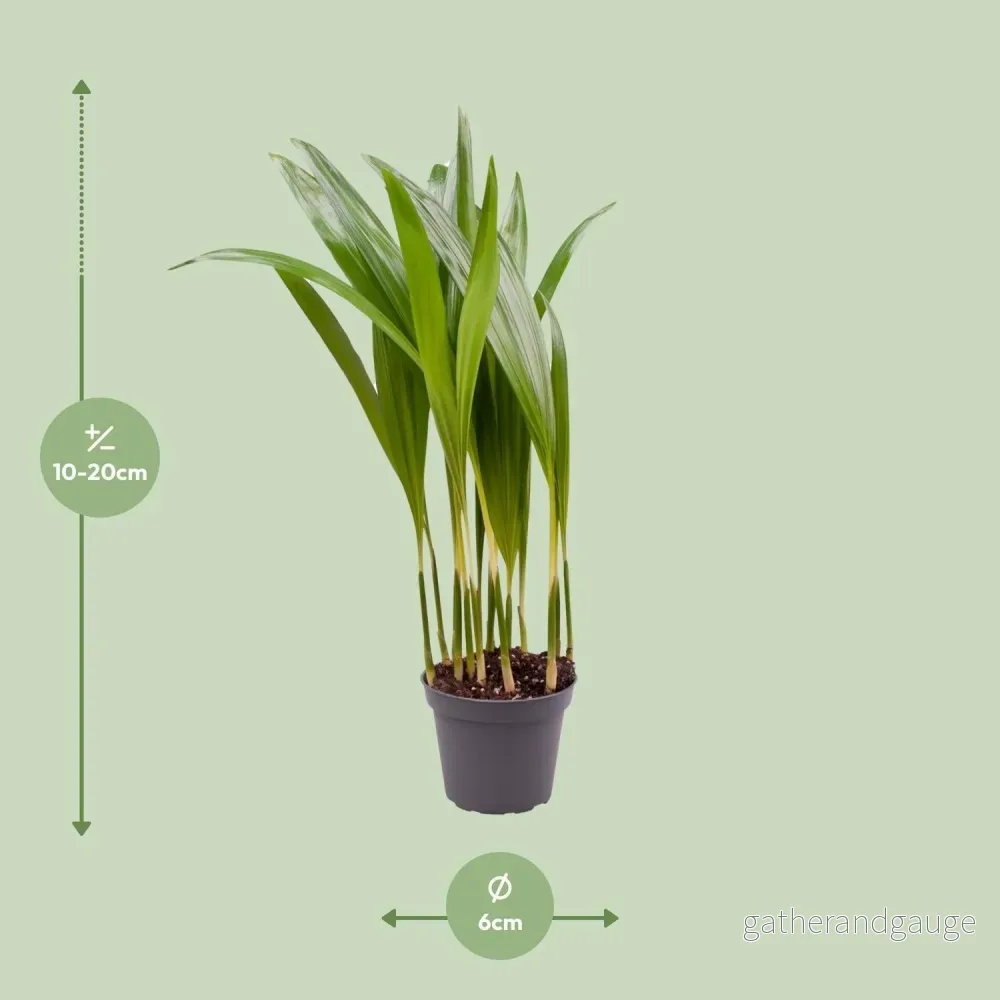 Mini Chrysalidocarpus Lutescens - Bild 3