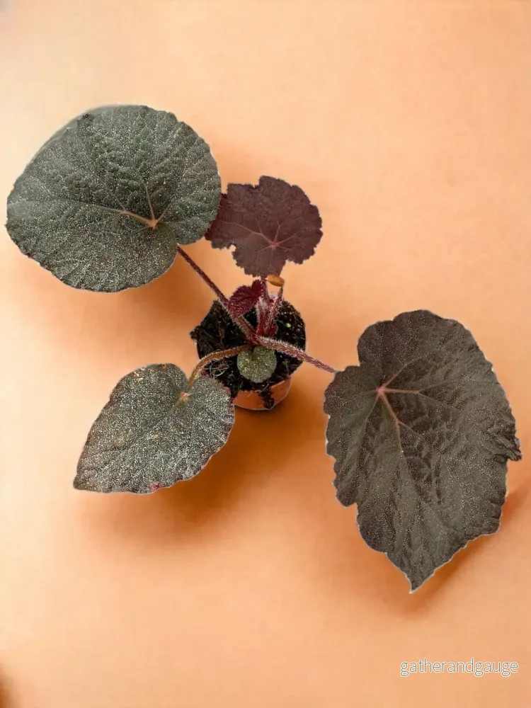 Taconite Begonia Taconite Begonia
