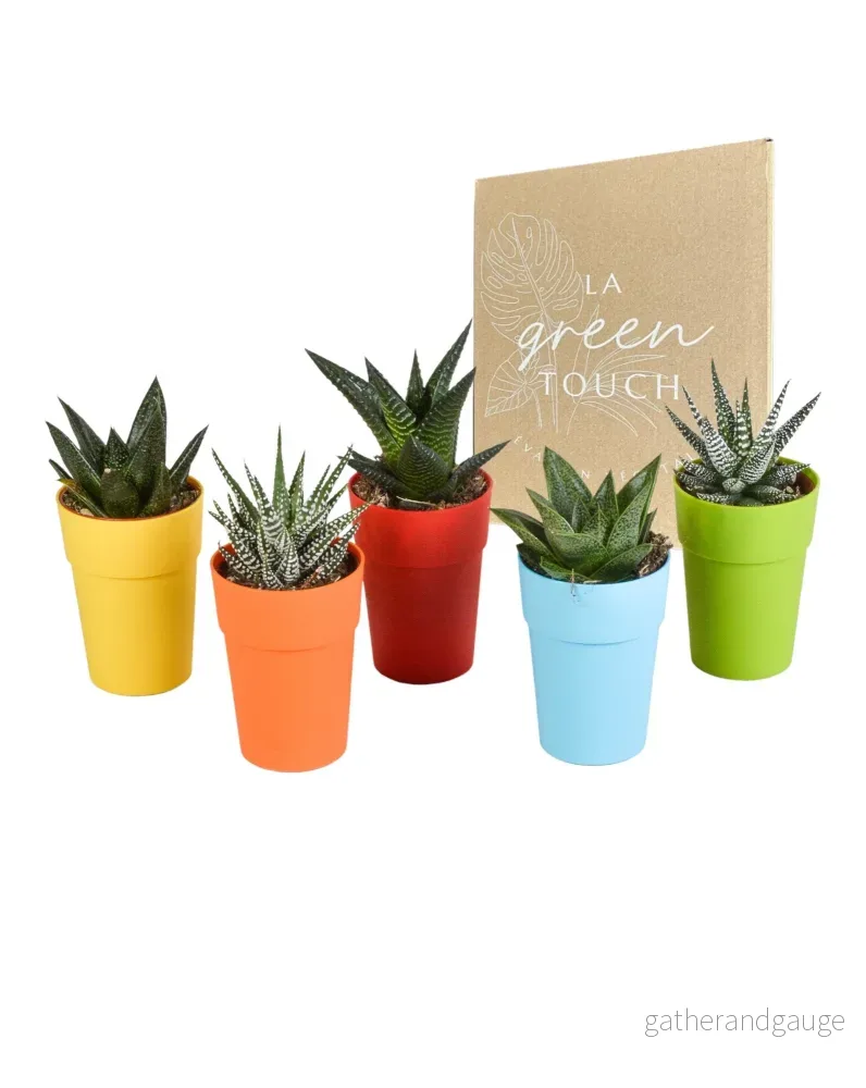 Blandning av 5 Gasteria och Haworthia h16cm Blandning av 5 Gasteria och Haworthia h16cm