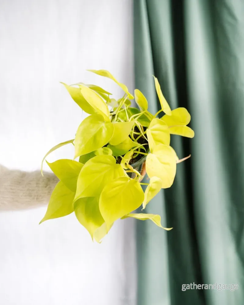 Stor limefilodendron Stor limefilodendron