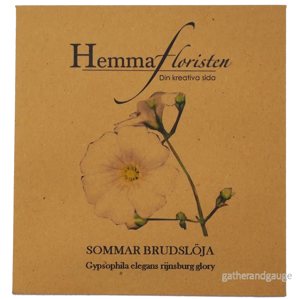 Brudslöja - Sommar - Rijnsburg glory - Bild 2