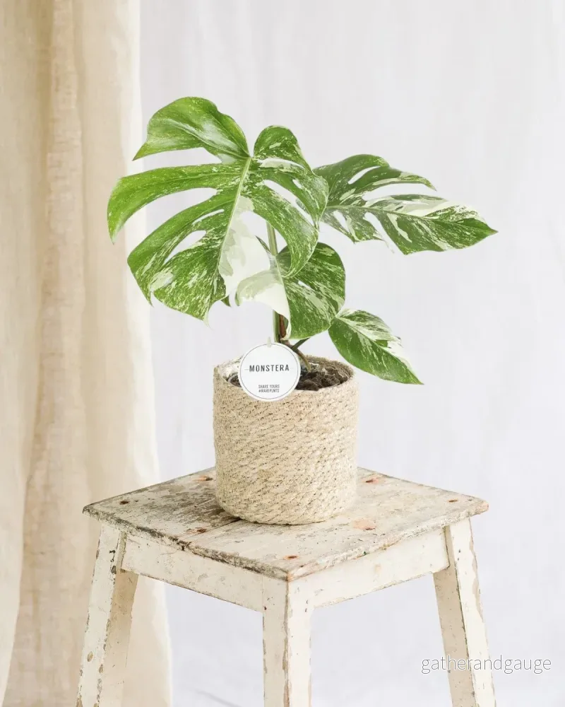 Monstera Deliciosa Variegata Monstera Deliciosa Variegata