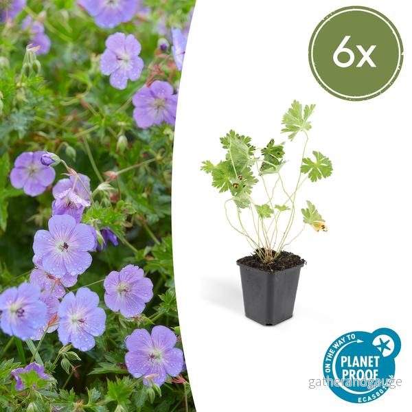 Storkransbill Vivace (Geranium) 'Rozanne' - Bild 2