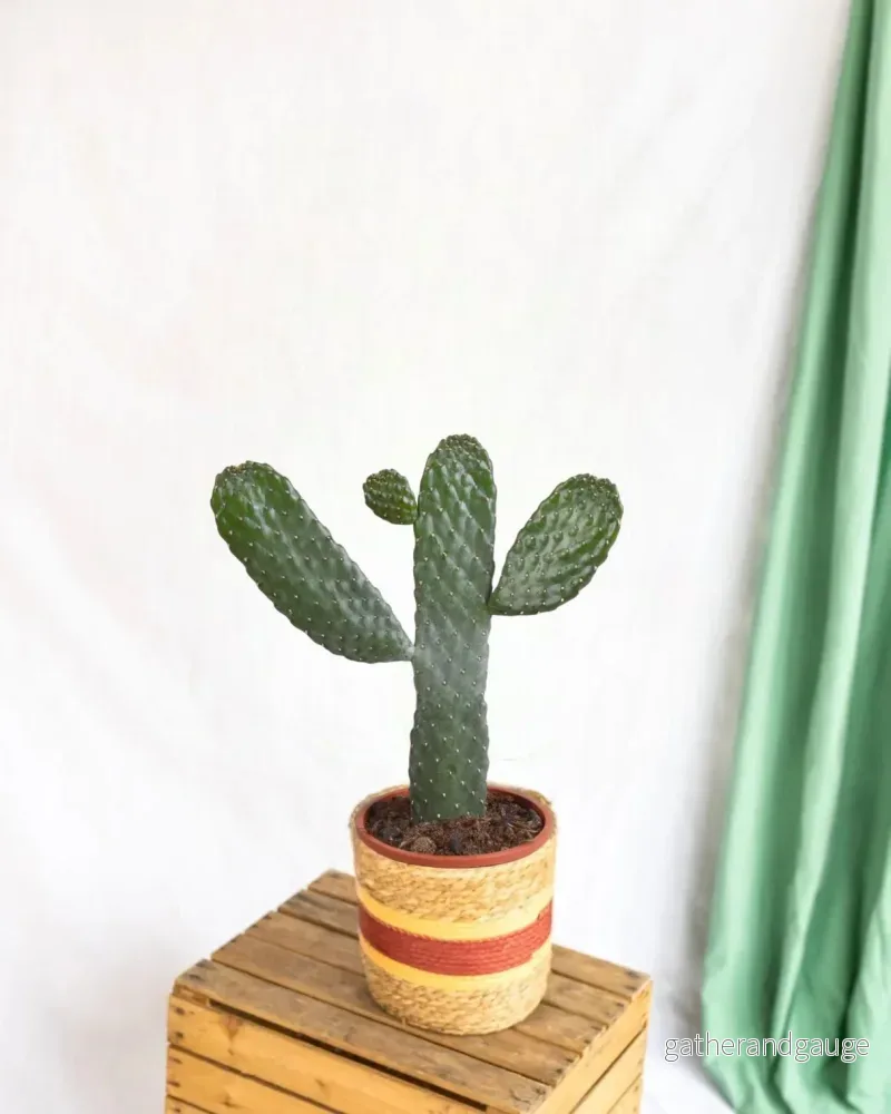 Opuntia consula - inomhuskaktus