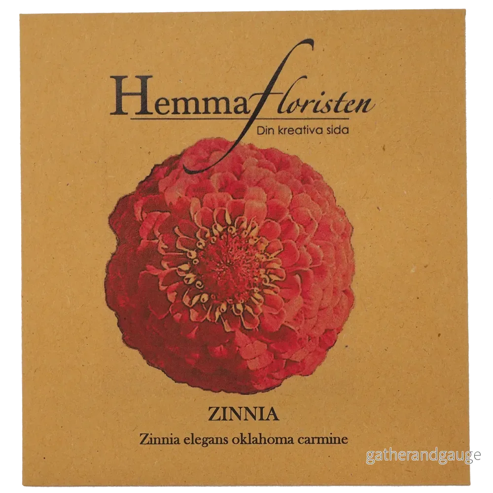 Zinnia - Oklaholma Carmine - Bild 2