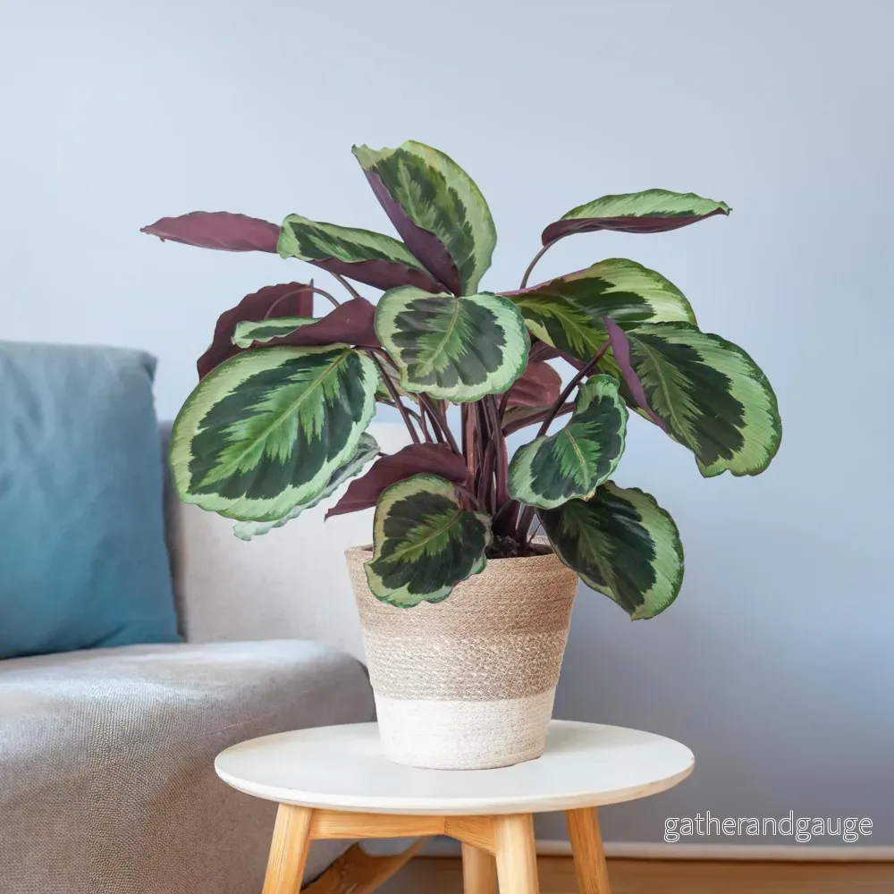 Calathea Medaillon och dess kruka - Bild 3