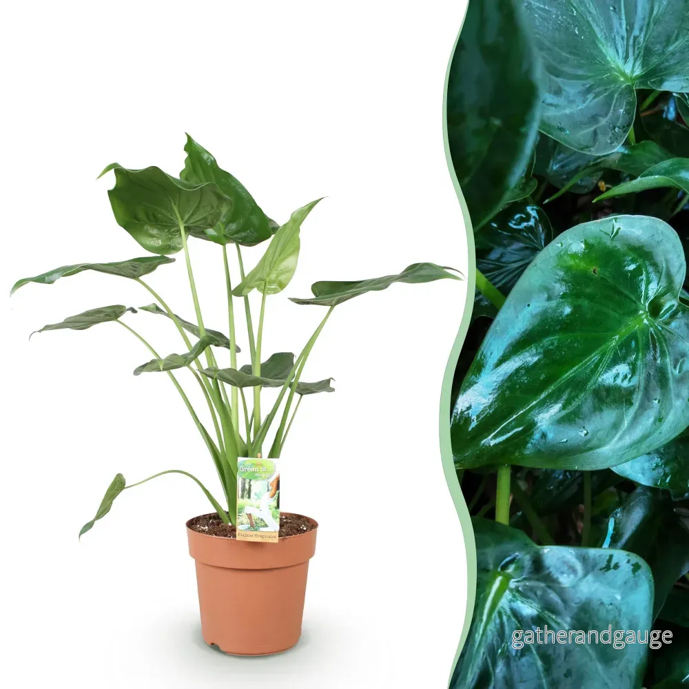 Alocasia Cucullata - Bild 2
