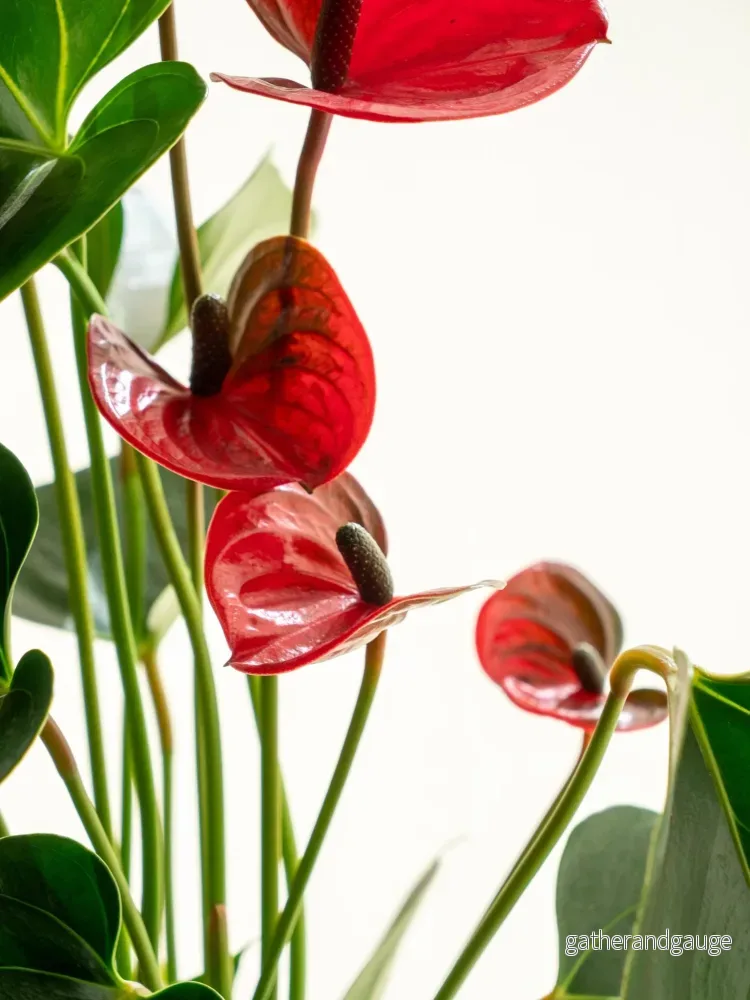 Kokedama - Anthurium - Bild 2