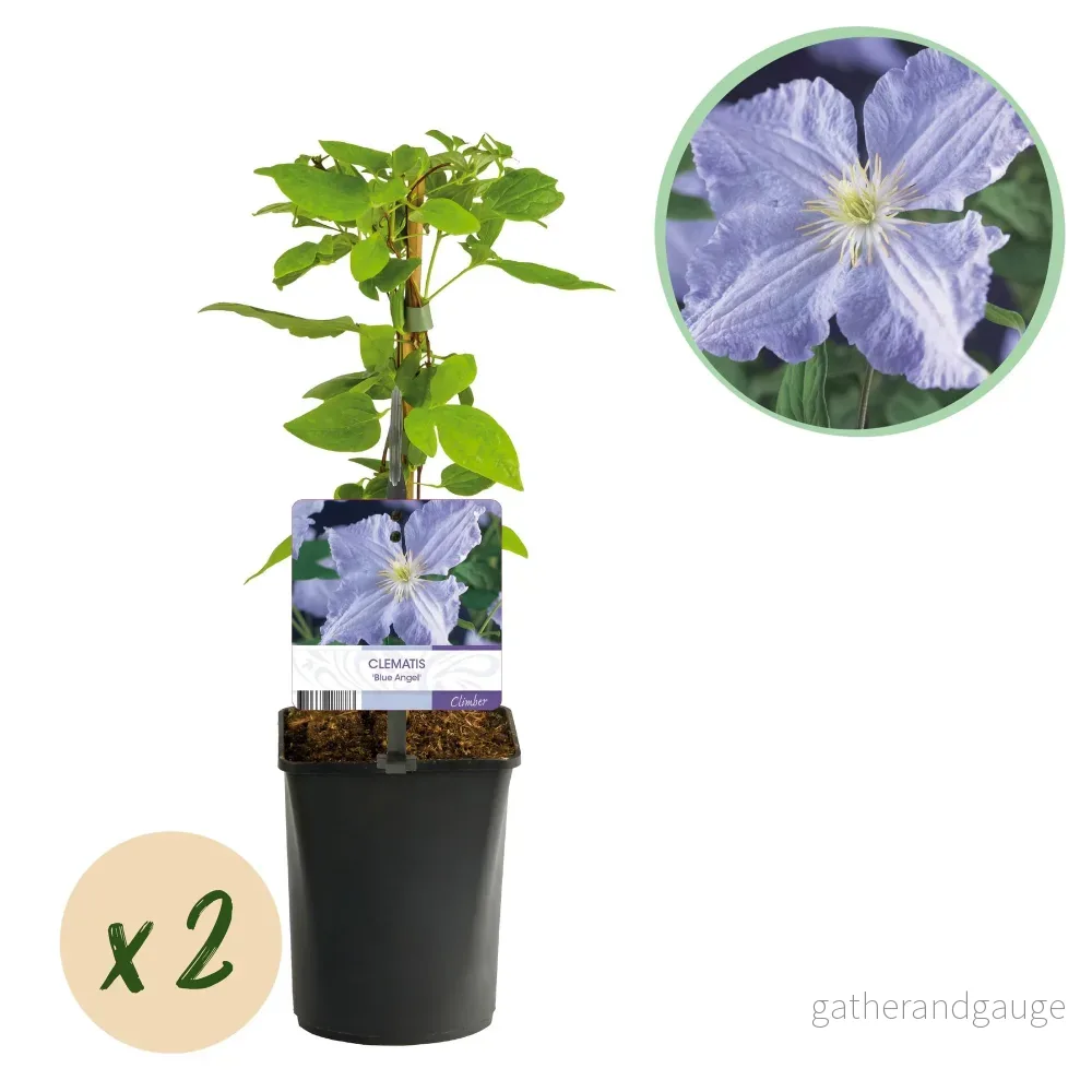 Clematis (Clematit) 'Blue Angel' - Bild 2