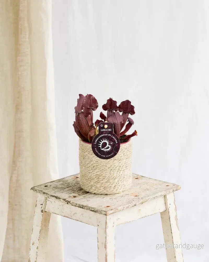 Sarracenia Maroon Sarracenia Maroon