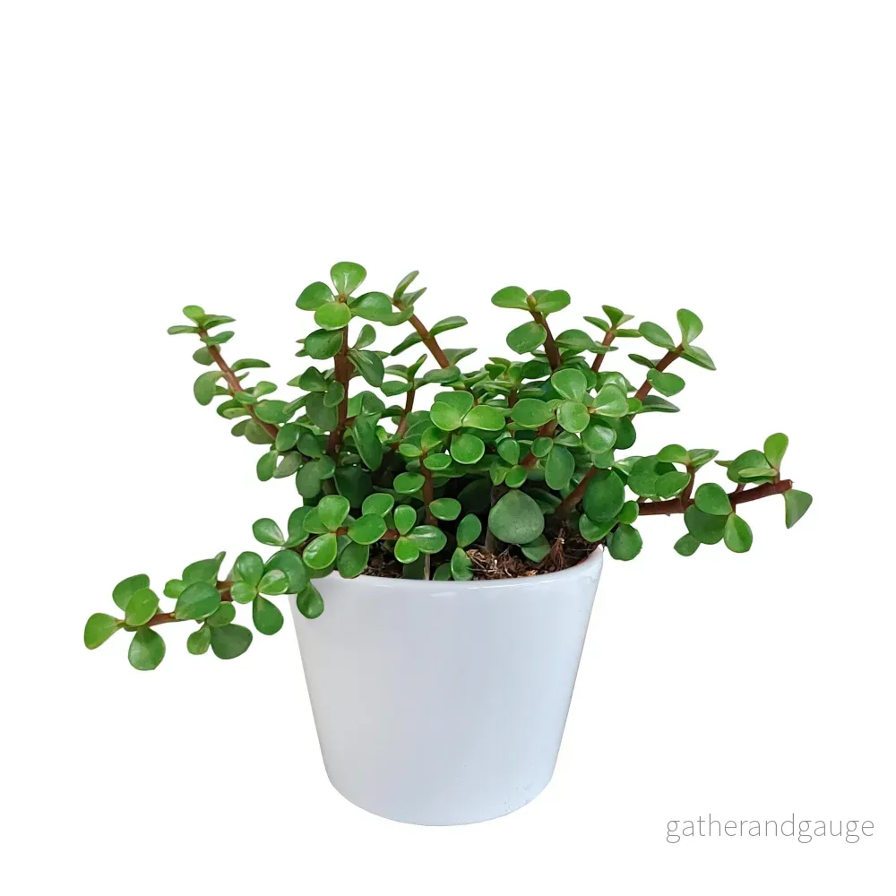 Portulacaria afra - i vit kruka