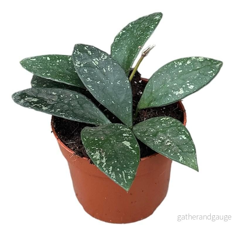 Hoya Rundumensis Splash - Bild 2