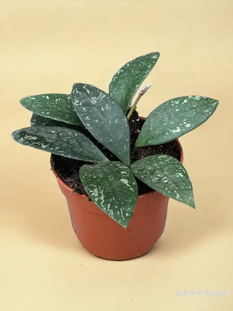Hoya Rundumensis Splash Hoya Rundumensis Splash