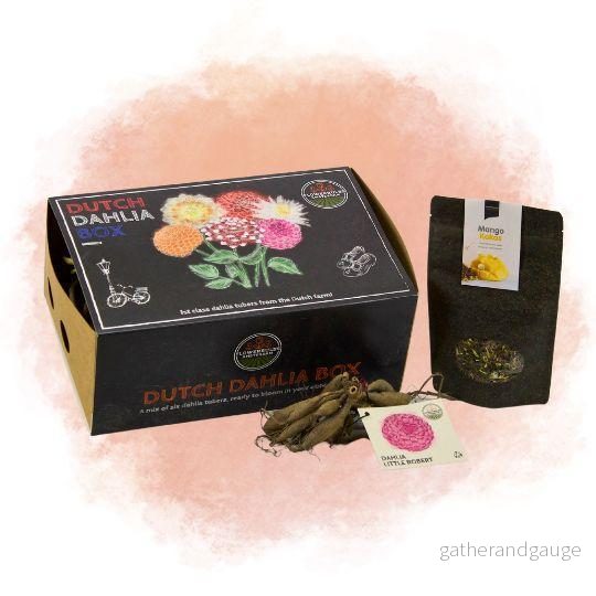 Box med stora holländska lökar, set med 6 dahlior + gratis mango kokosnötste - Bild 2