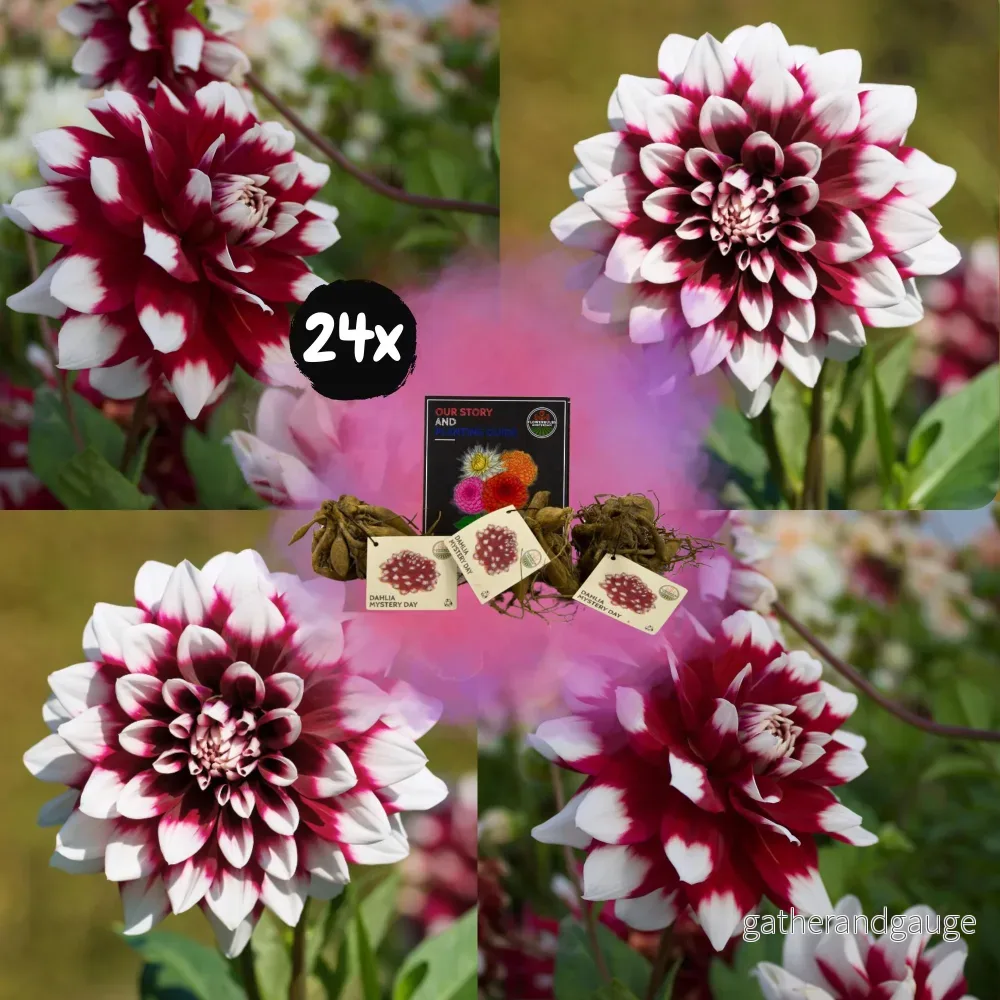 Dahlia Mistery Day stora blommor – låda med 24 lökar Dahlia Mistery Day stora blommor – låda med 24 lökar
