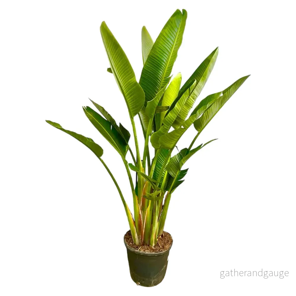 Strelitzia Augusta multi stam XXL – 225 cm – ø40