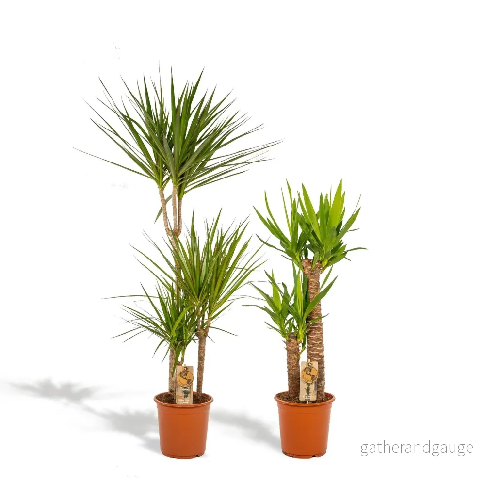 Yucca, Dracaena box - Set med 2 plantor - Bild 2