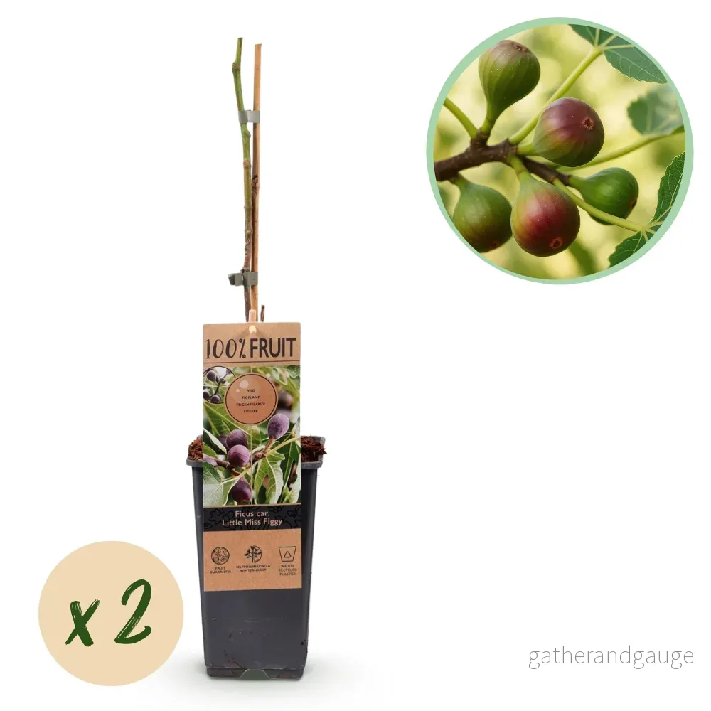 Fikusträd (Ficus Carica) 'Little Miss Figgy' - Bild 2