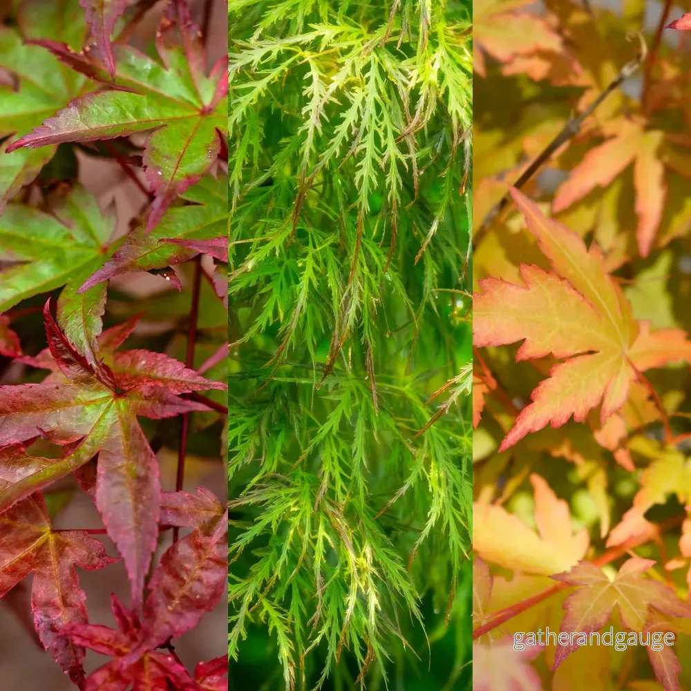 Japansk Lönn (Acer palmatum) 'Tricolor'