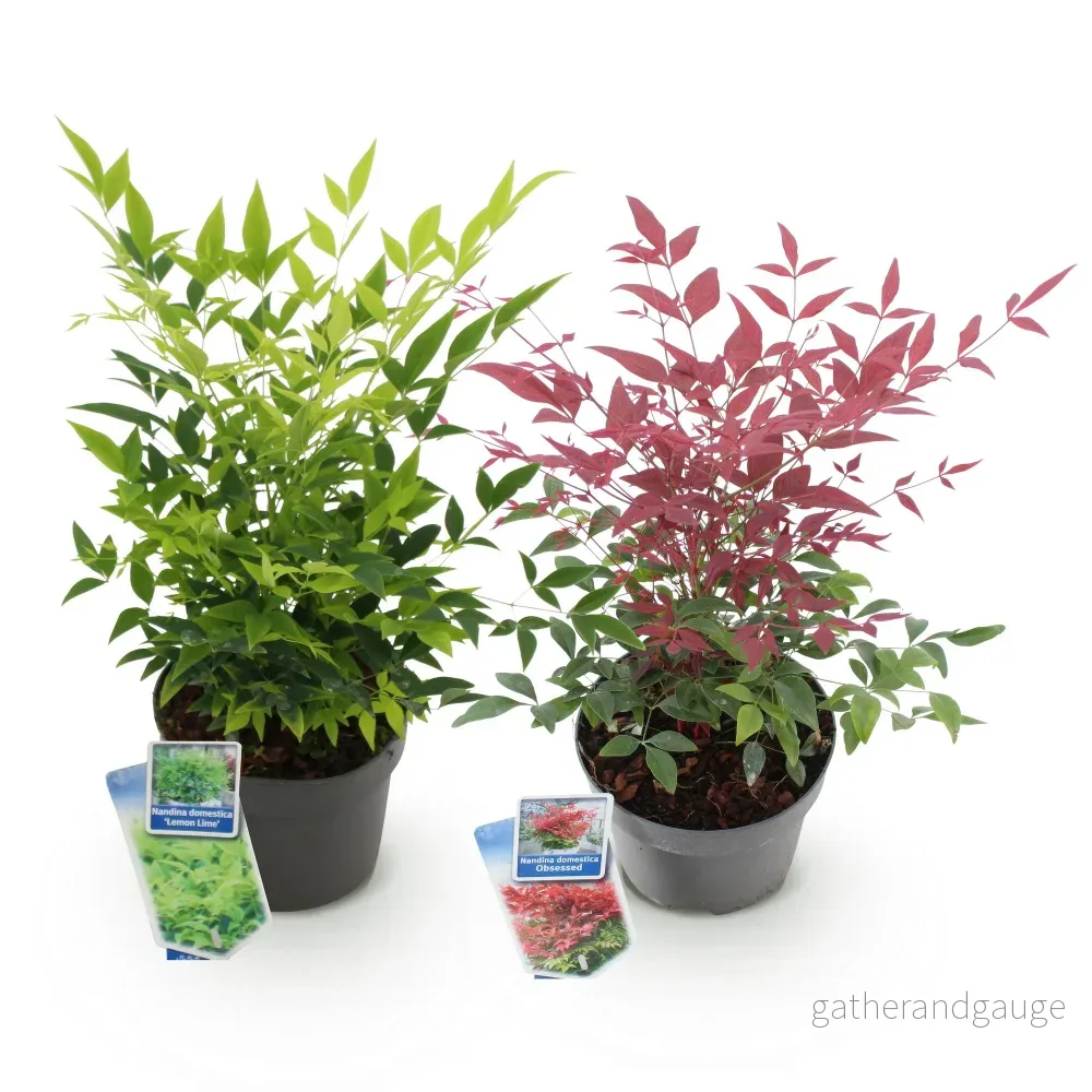 Heligt Bambu (Nandina domestica) 'Duo' - Bild 3