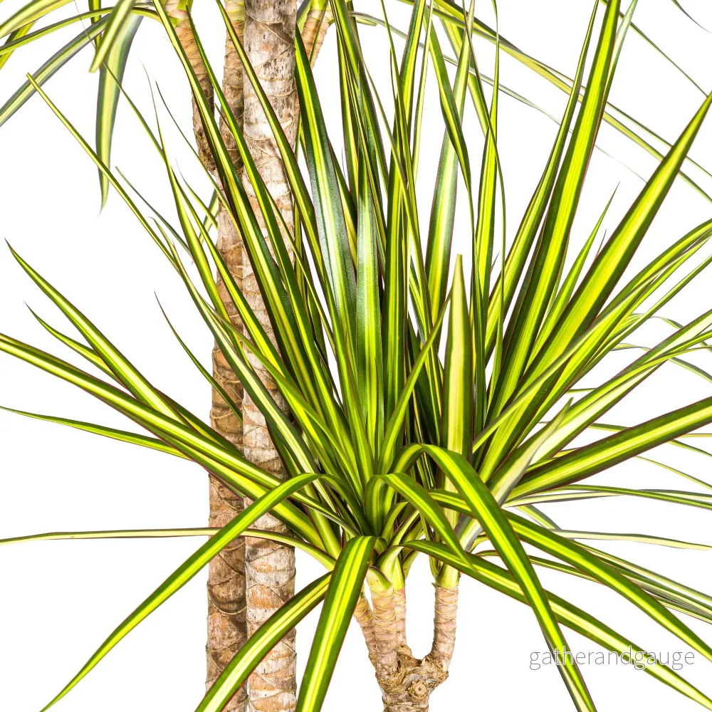 Dracaena Marginata Sunray met mand Ø24cm - ↕130 - 150cm - Bild 2