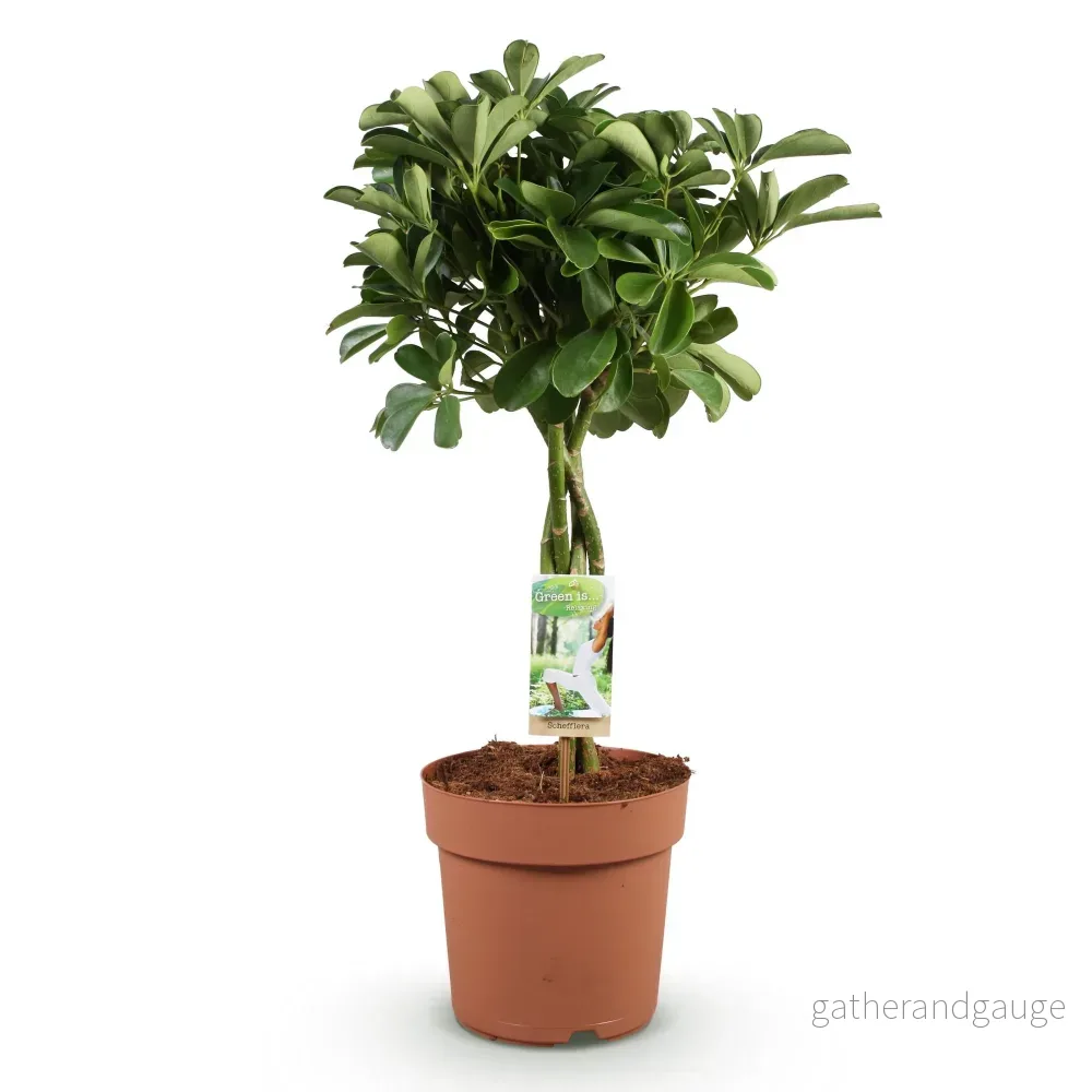 Schefflera Nora - Bild 3