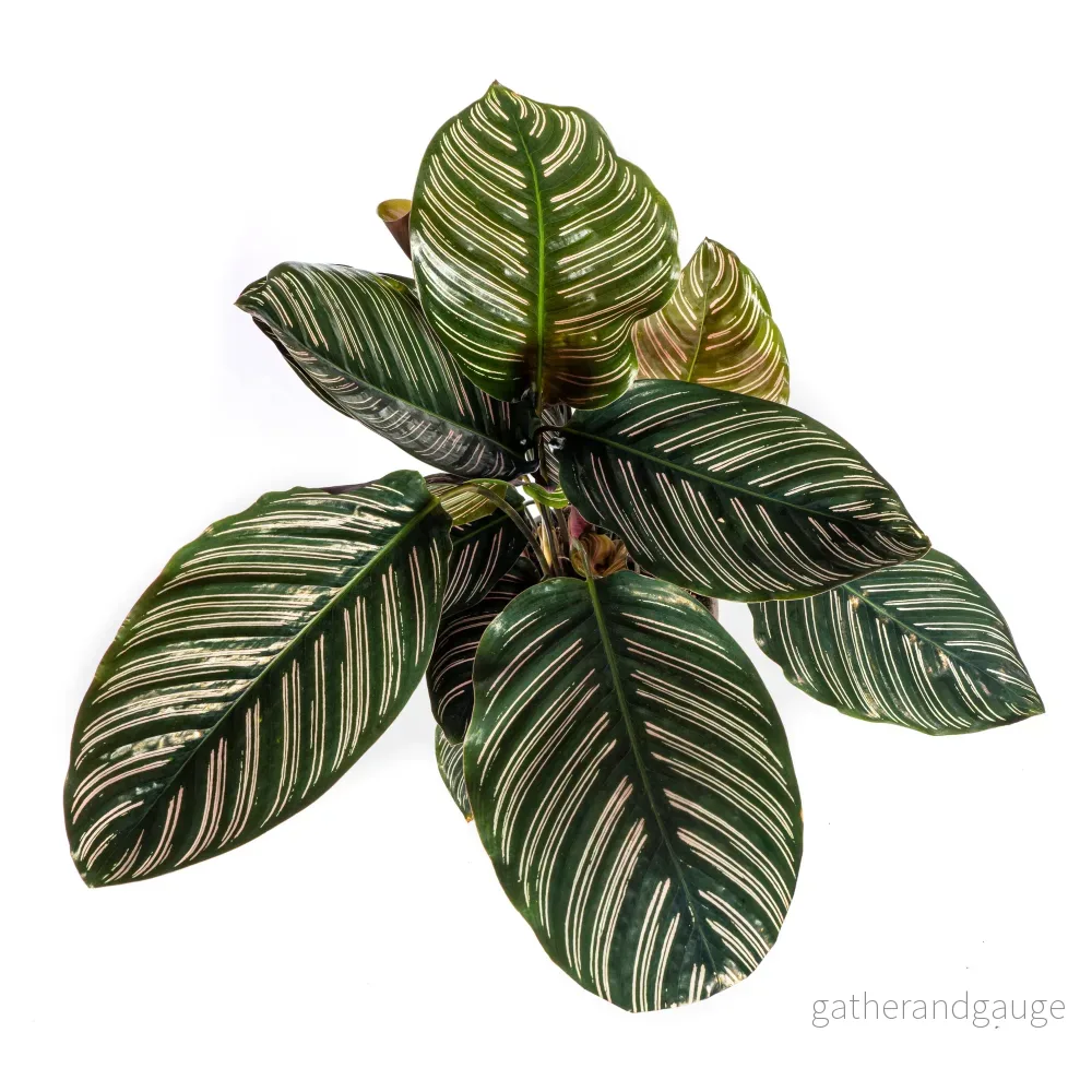 Calathea Ornata Sanderiana Ø17cm - ↕40 - 50cm - Bild 3