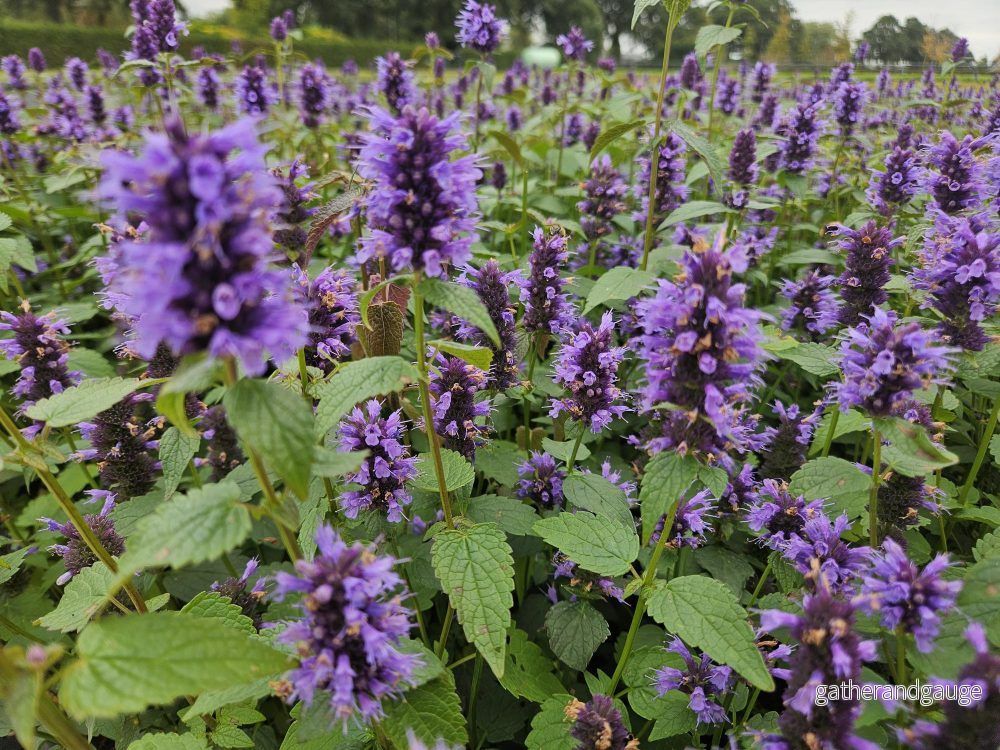 Agastache (Agastache) ’Blue Fortune’