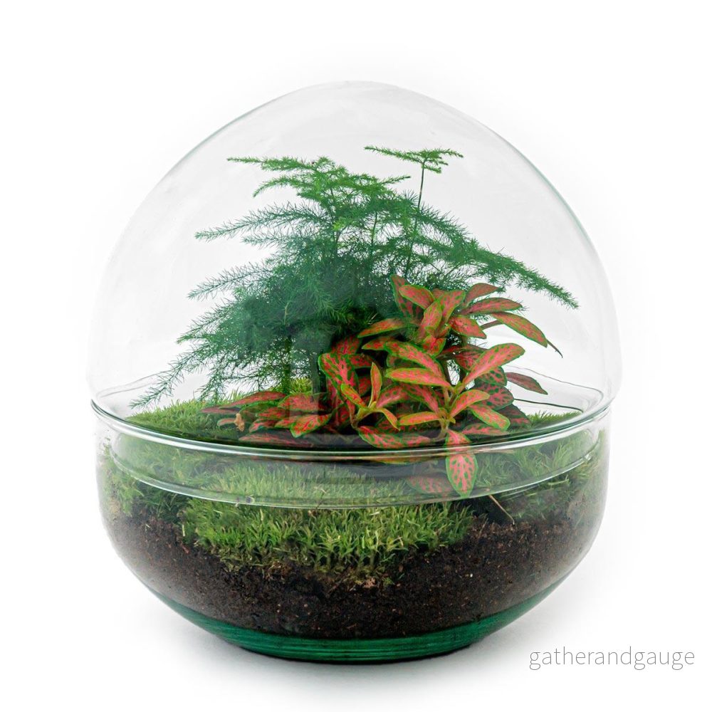 DIY Terrarium Kit - DOME - Bild 3