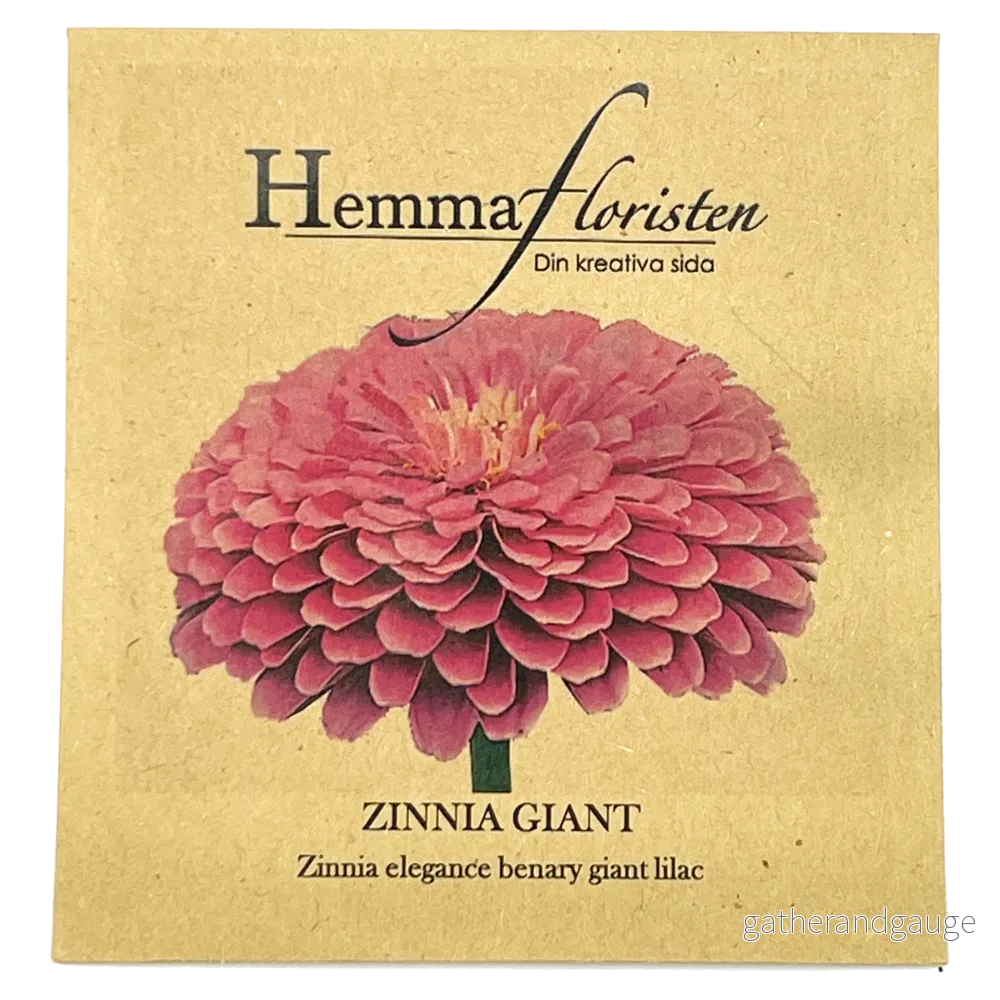 Zinnia Giant - Benary giant lilac - Bild 2