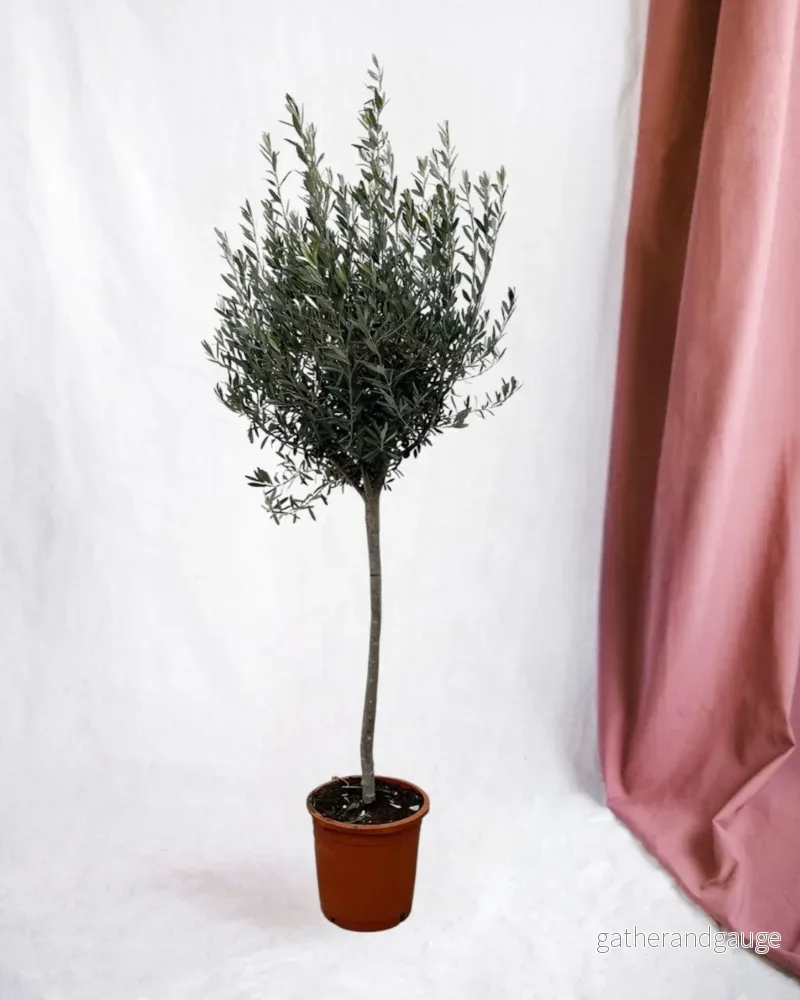 Olivträd - Olea Europaea stam - Bild 2