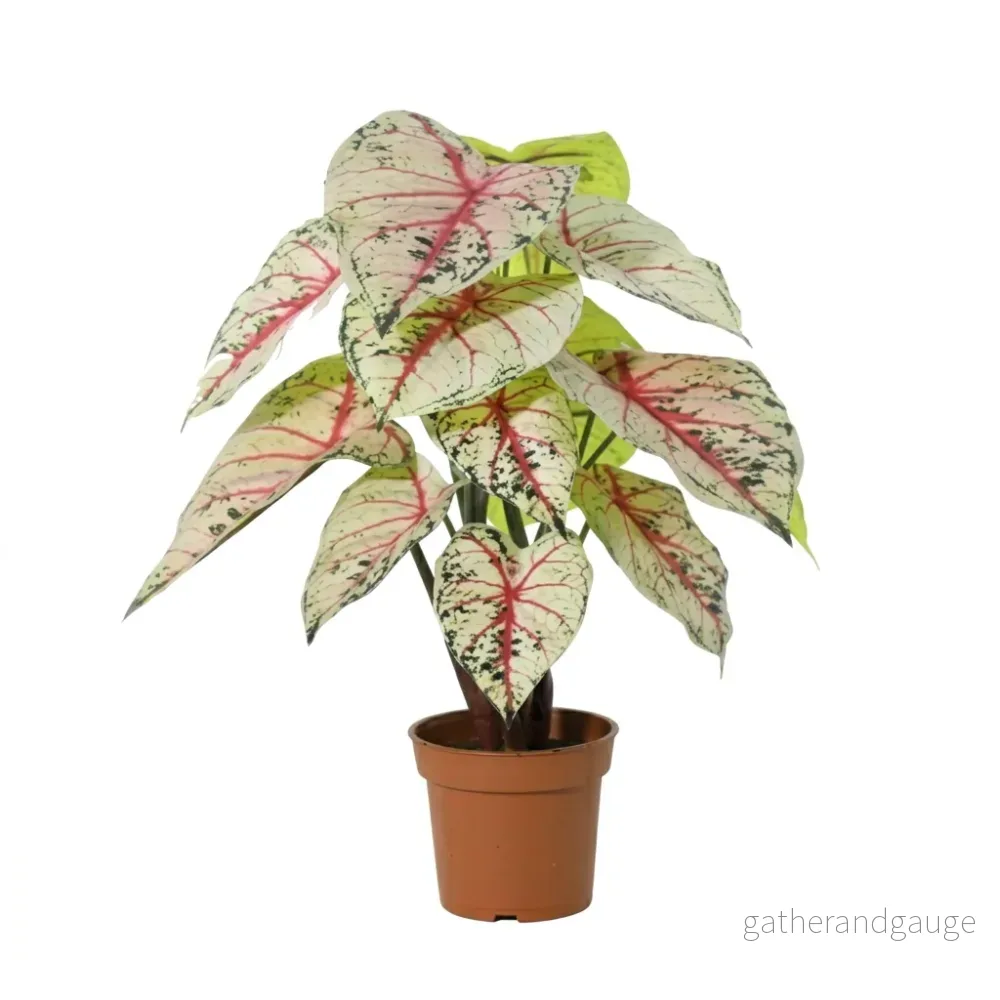 ARTIFICIAL Caladium white / pink – 57cm ARTIFICIAL Caladium white / pink – 57cm