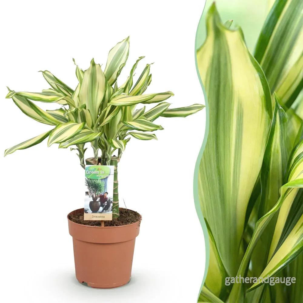 Dracaena Diamond Dream - Bild 2