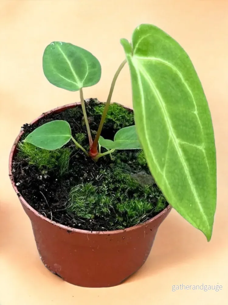 Anthurium Magnificum Anthurium Magnificum