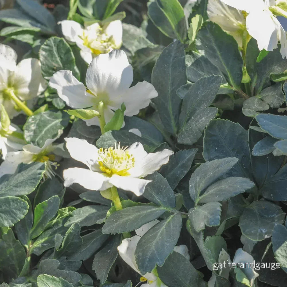 Orientalisk Julros (Helleborus Orientalis) ’Rose De Carême’