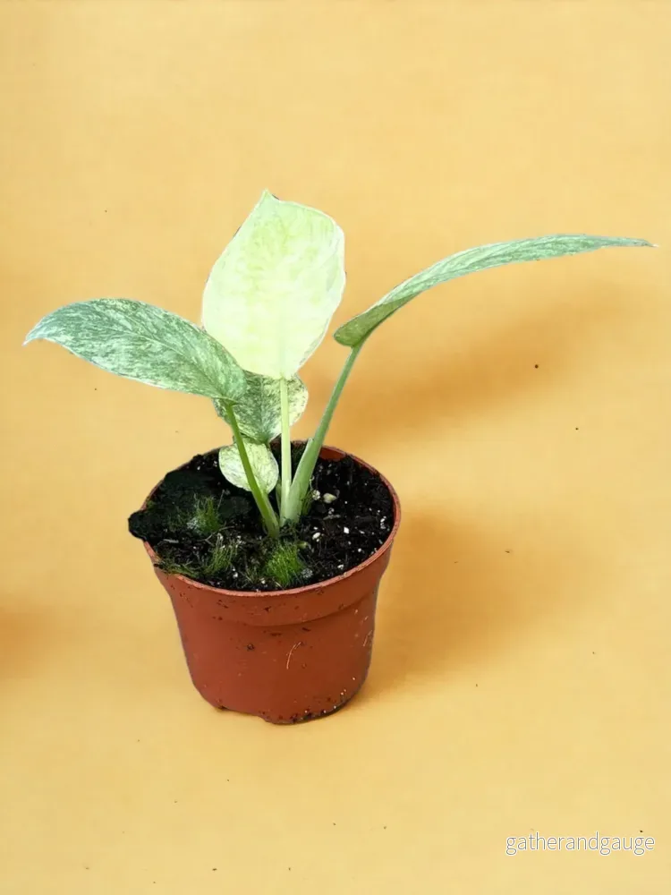 Schismatoglottis Longispatha Variegata