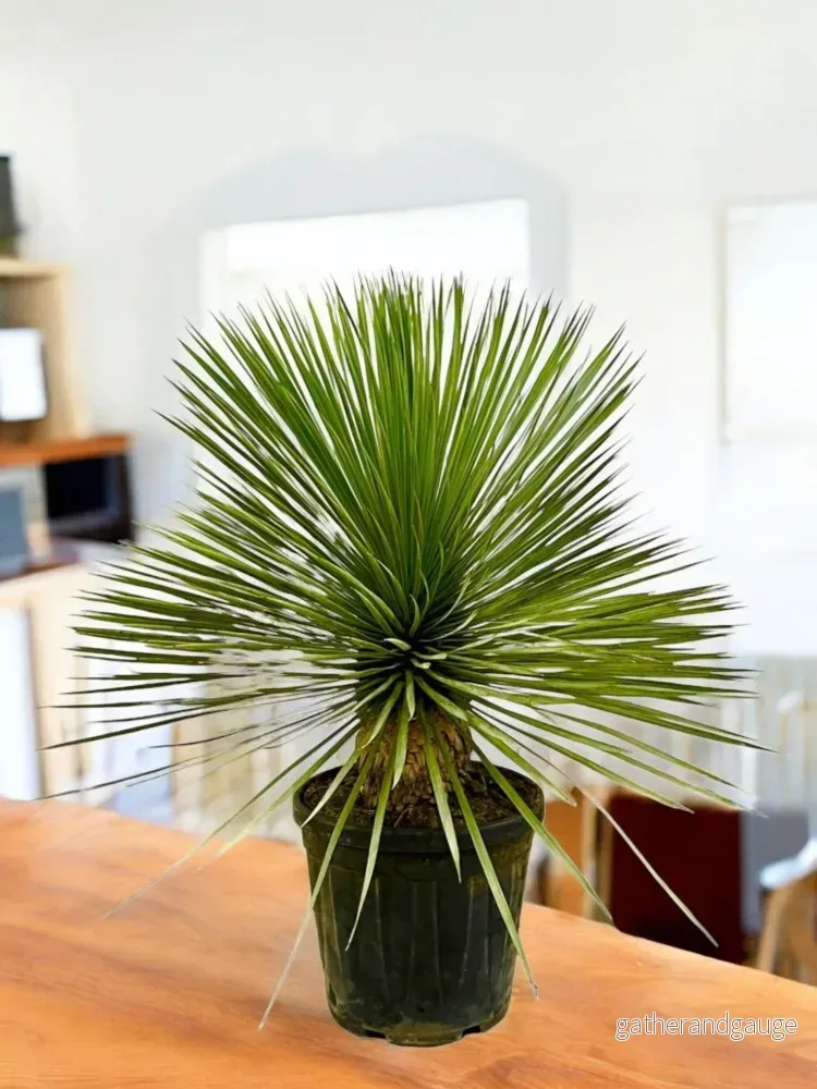 Yucca Rostrata Yucca Rostrata