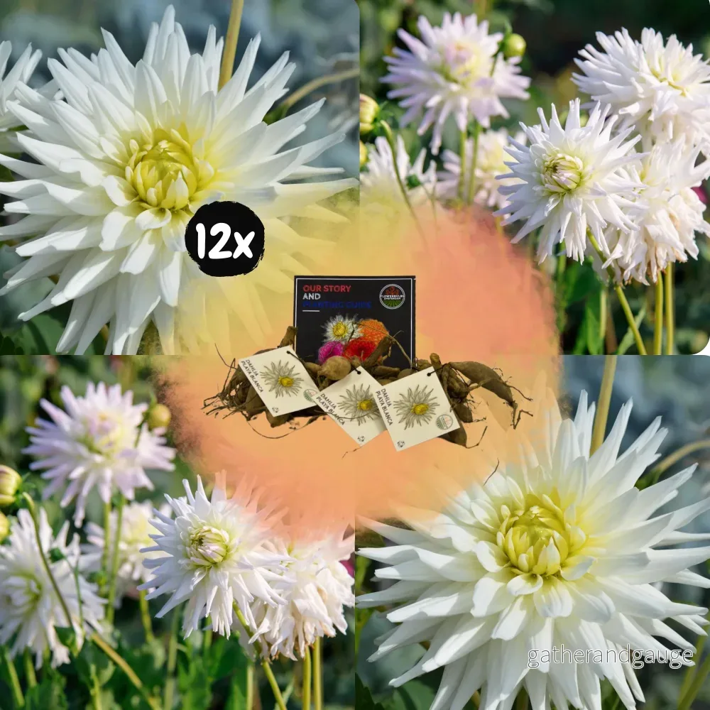 Dahlia Cactus Playa Blanca – låda med 12 lökar Dahlia Cactus Playa Blanca – låda med 12 lökar