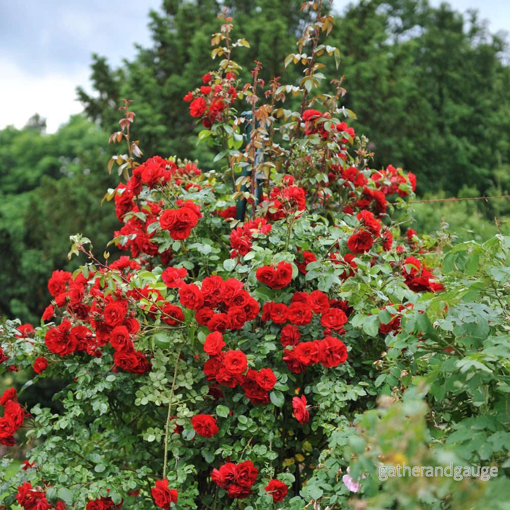 Klätterros (Rosa) 'Red Climber'