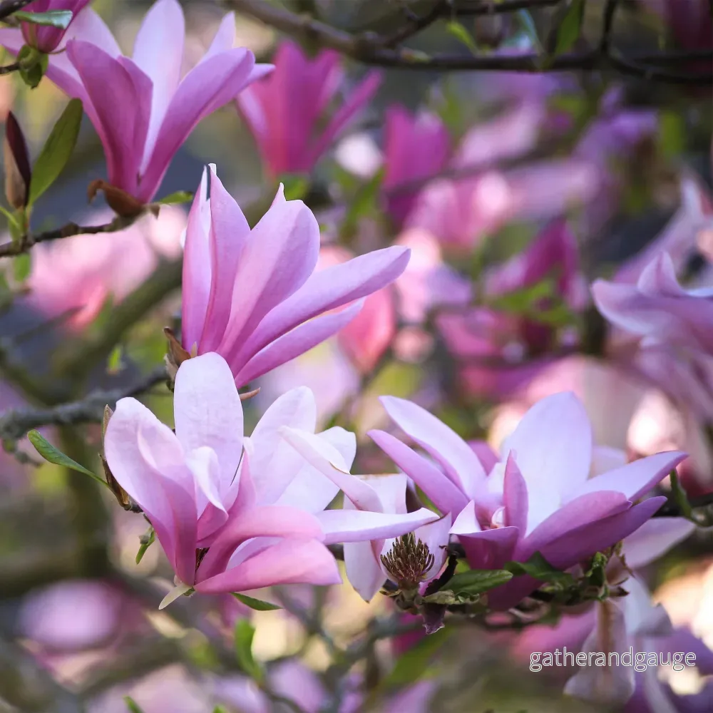 Magnolia (Magnolia x) 'Betty'