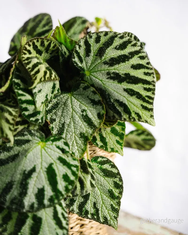 Begonia Silversmycken - Bild 2
