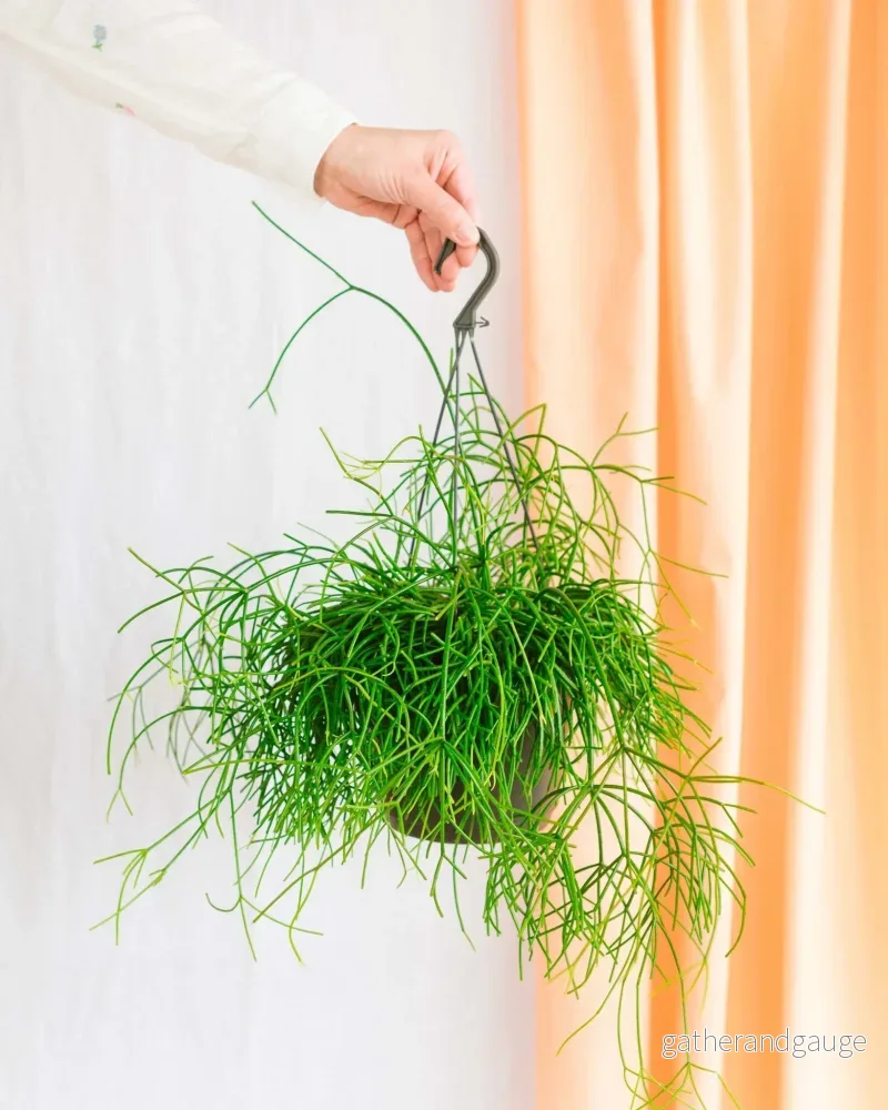 Rhipsalis Pulchra Rhipsalis Pulchra