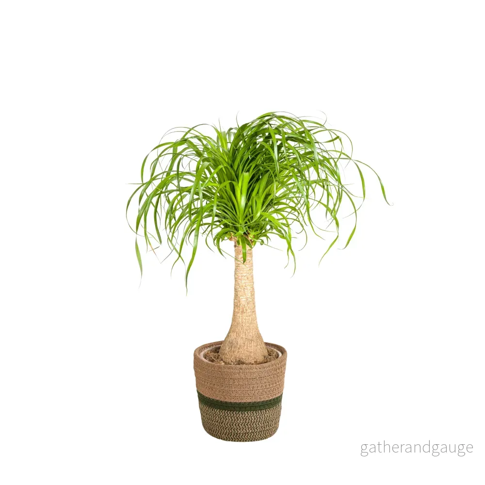 Beaucarnea Recurvata Stam met mand Ø21cm - ↕60 - 80cm - Bild 2