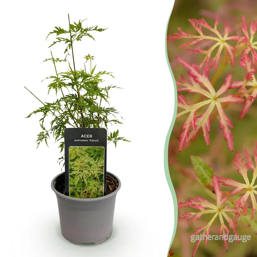 Japanskt Lönnträd (Acer palmatum) 'Seiryu' - Bild 2